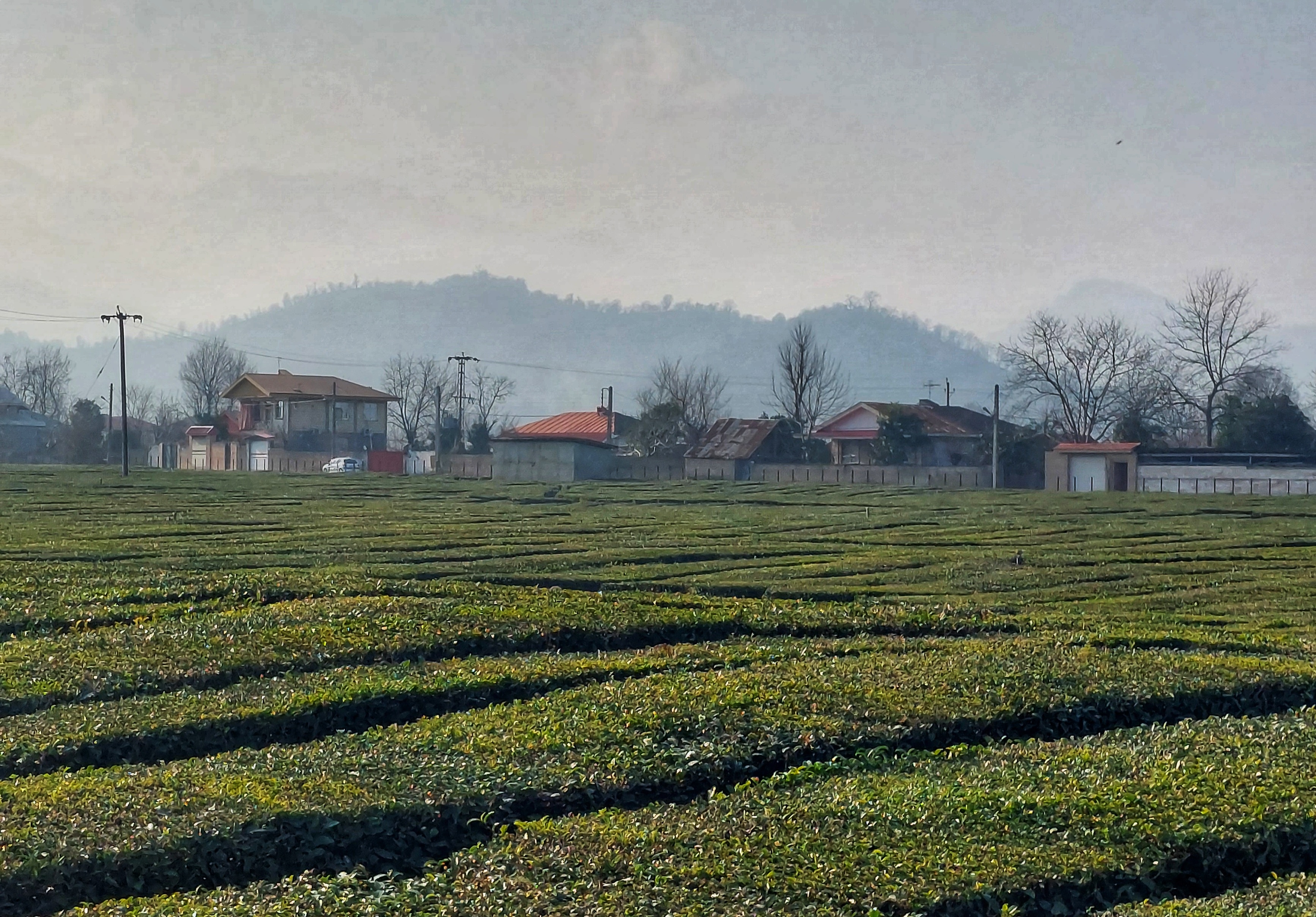 The Difference Between Iranian Tea and Sri Lankan Tea