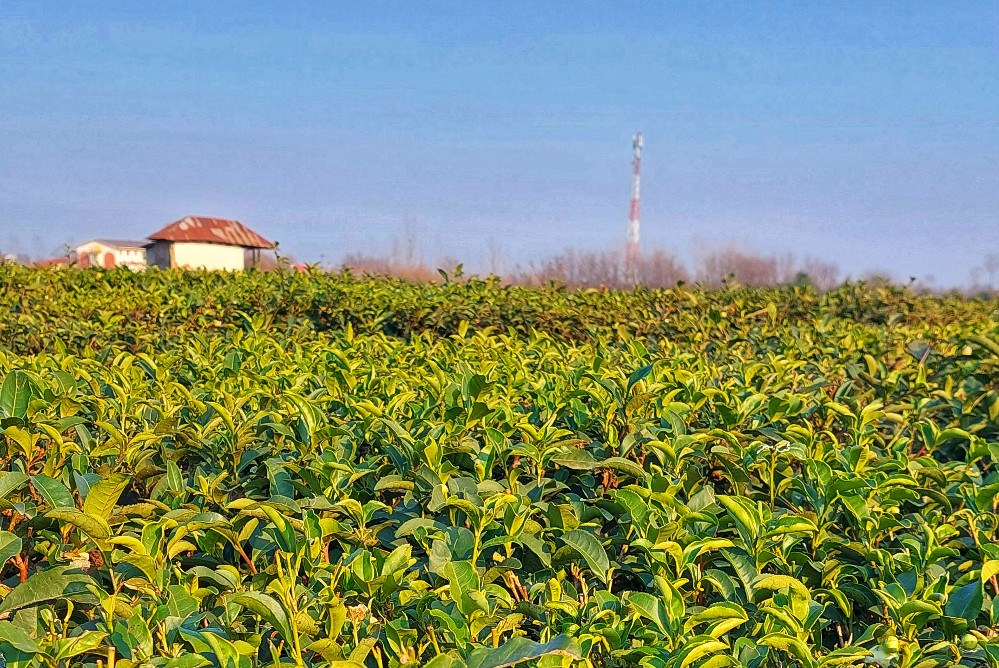 Packaging, Certifications, and Export Standards for Iranian Tea