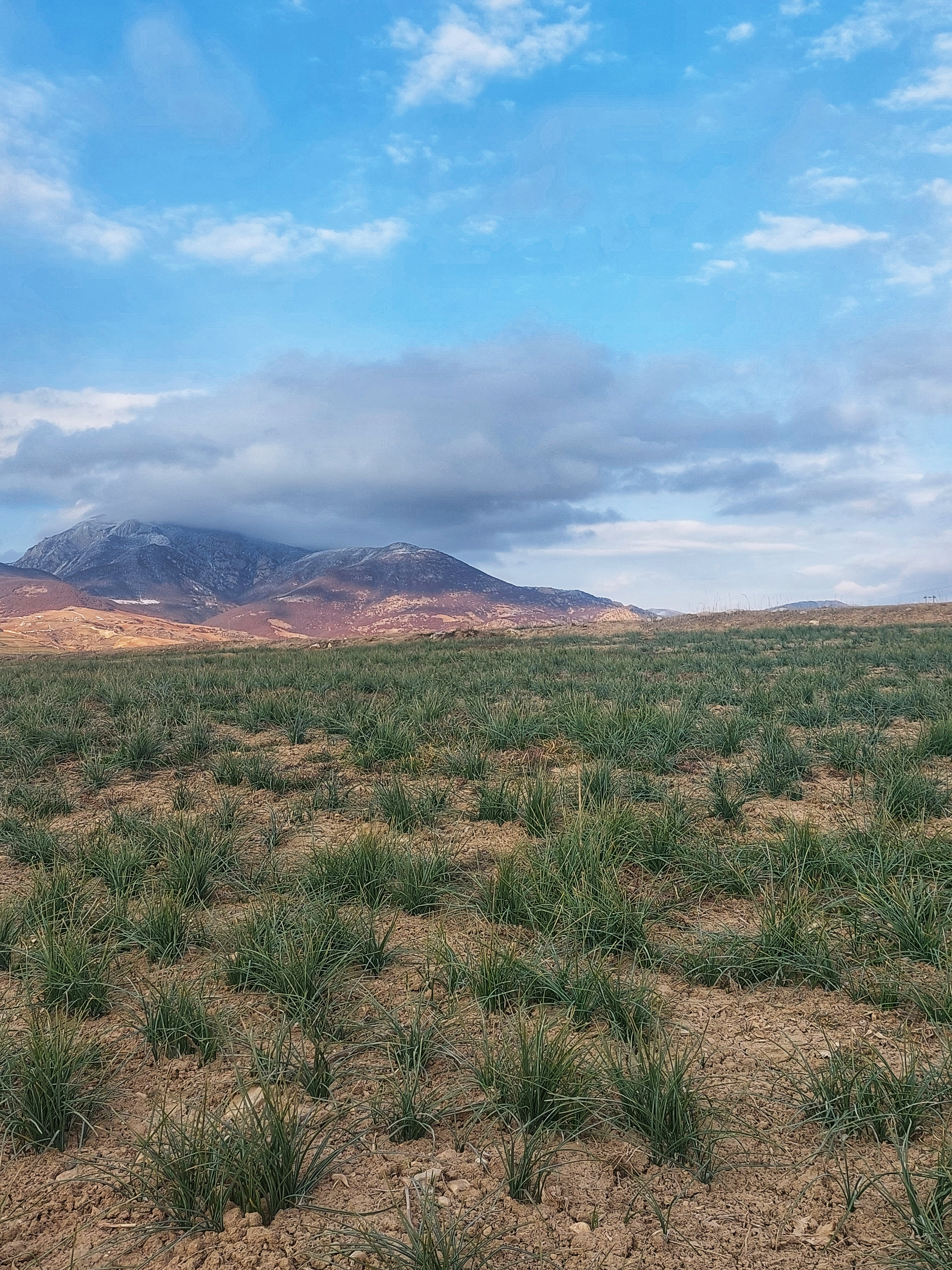 The Golden Fields: Exploring the Cultivated Area of Iranian Saffron