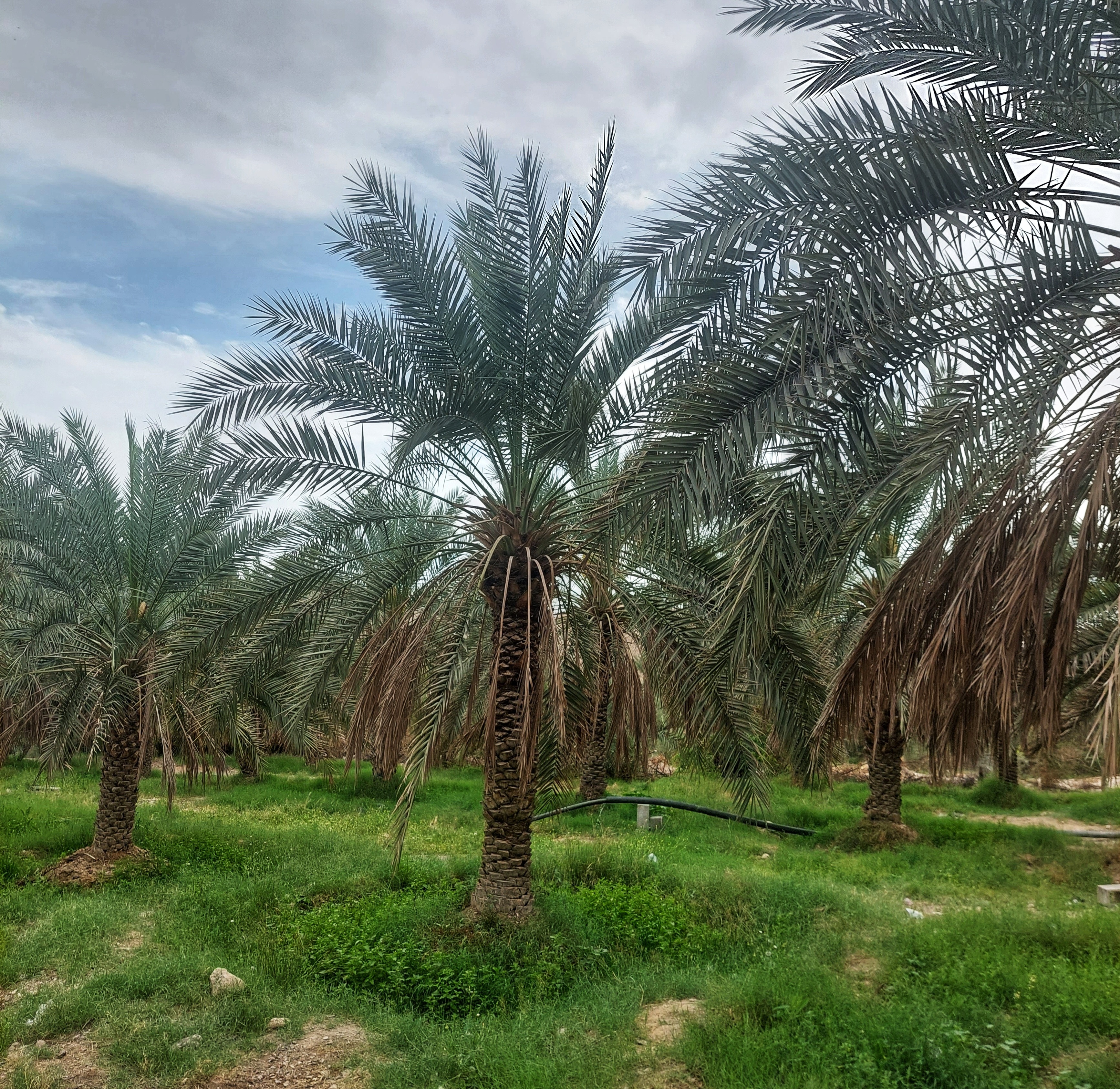 The Piarom Date: A Taste of Hormozgan Sunshine