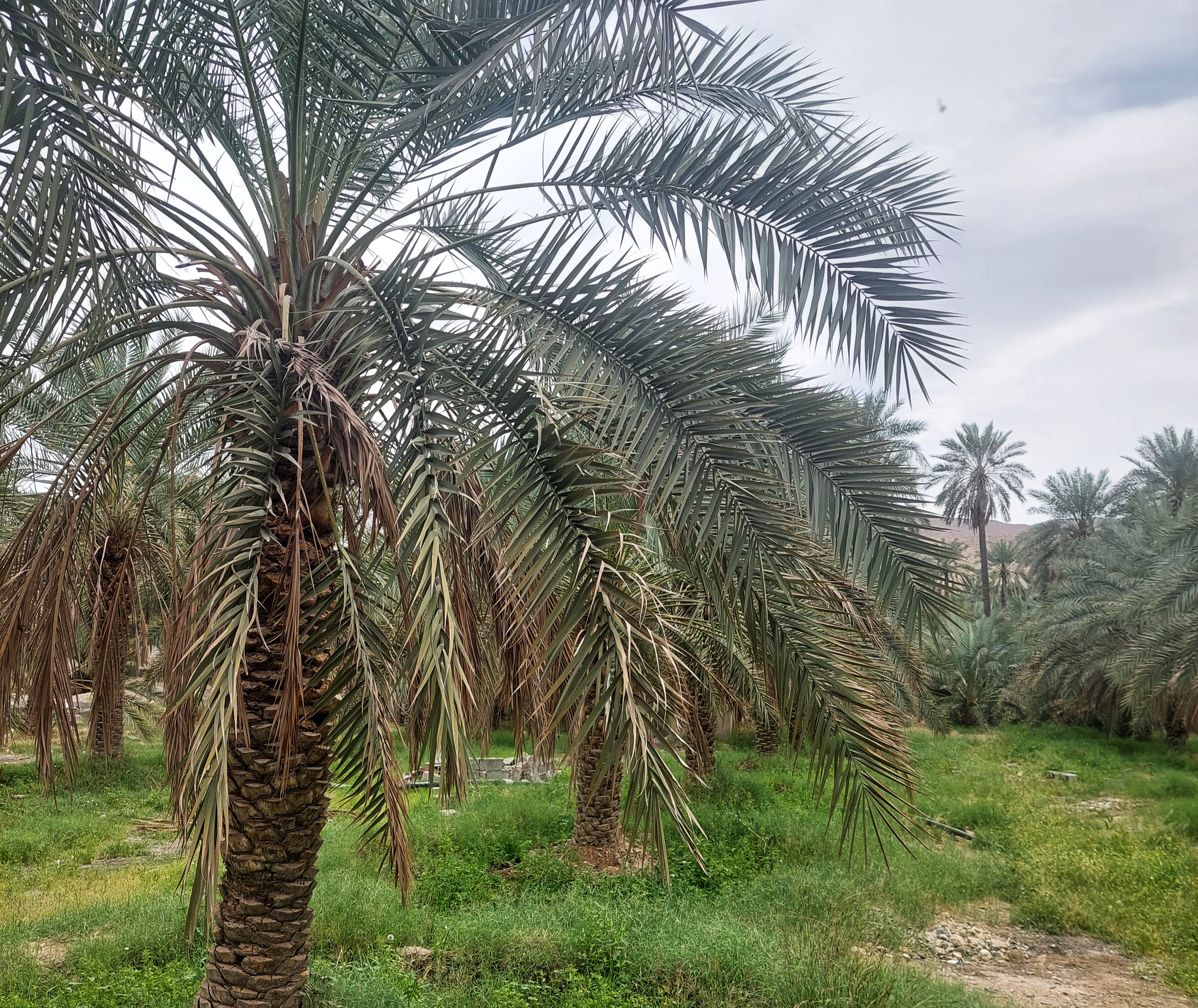 Nutritional Benefits of Iranian Dates