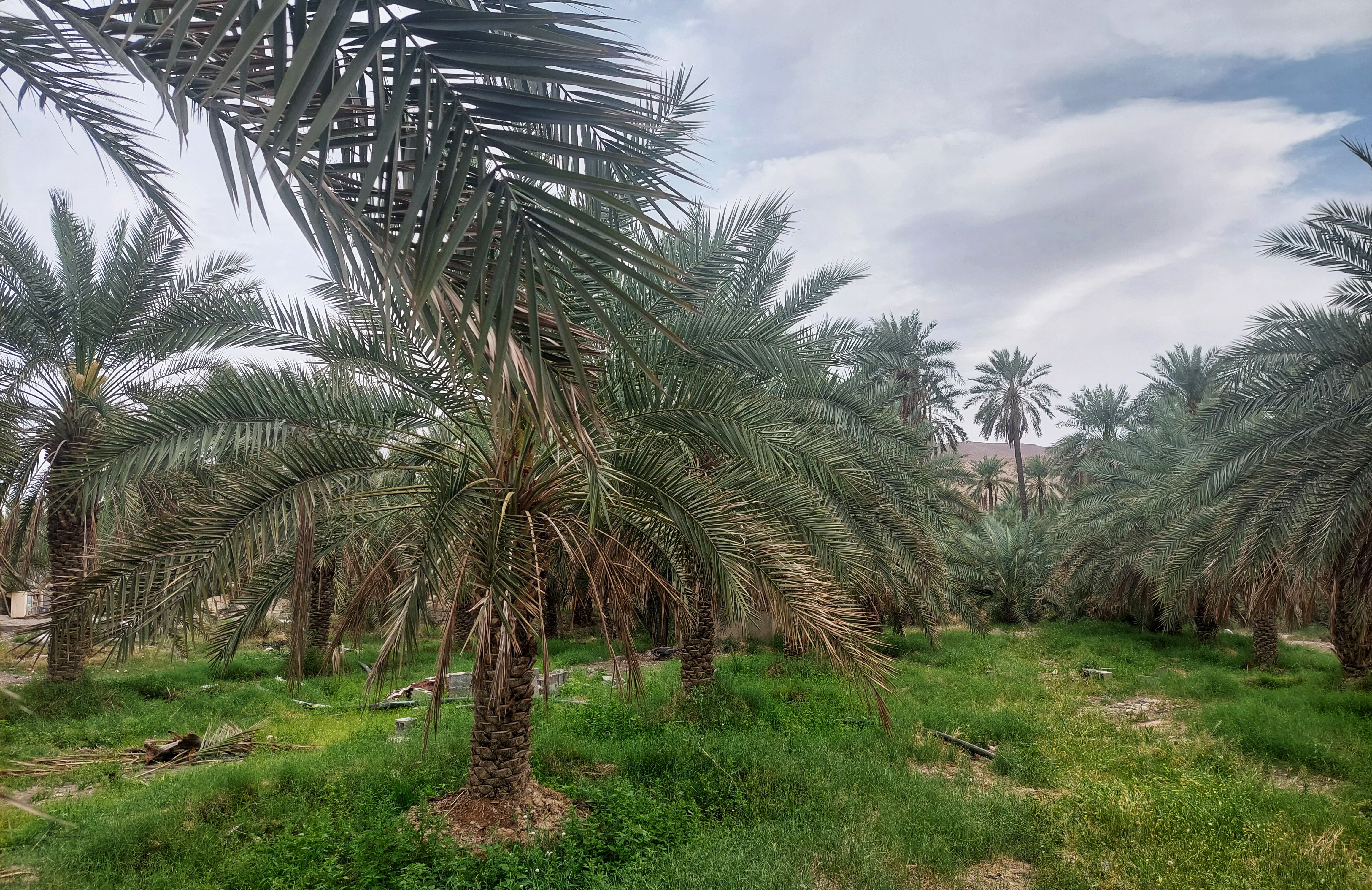 Iranian Dates: Mapping the Middle Eastern Export Landscape