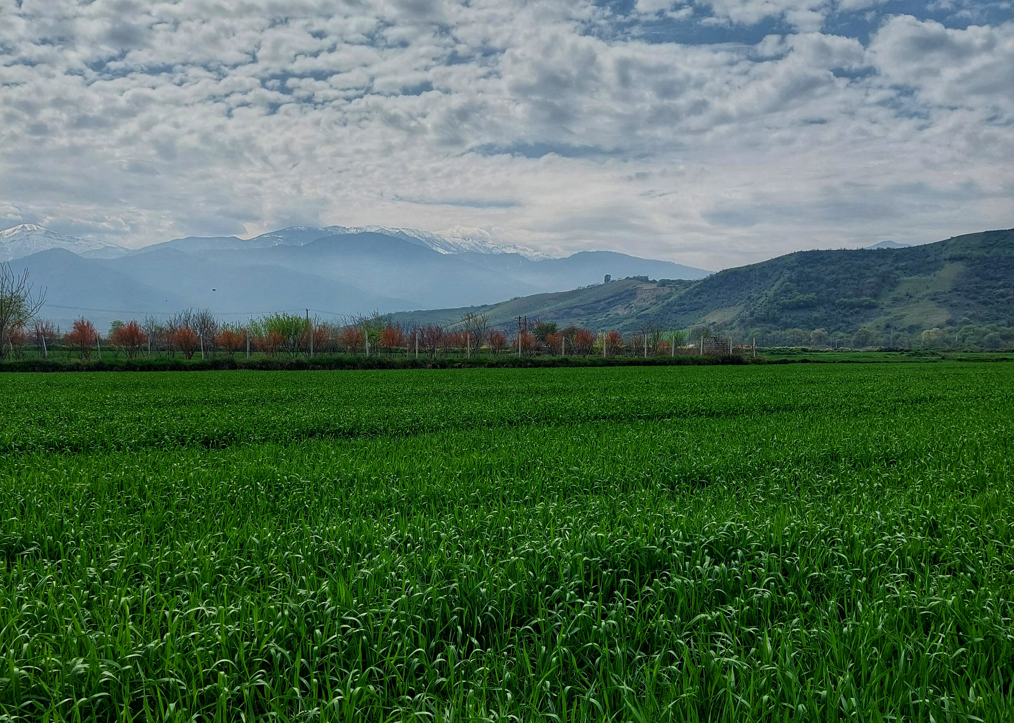 The Difference Between Iranian Rice and Basmati Rice: A Complete Comparison