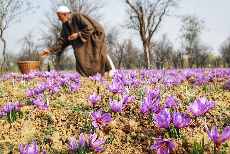 Saffron Across the Continent: Exploring the Top European Destinations for Iranian Super Negin Saffron