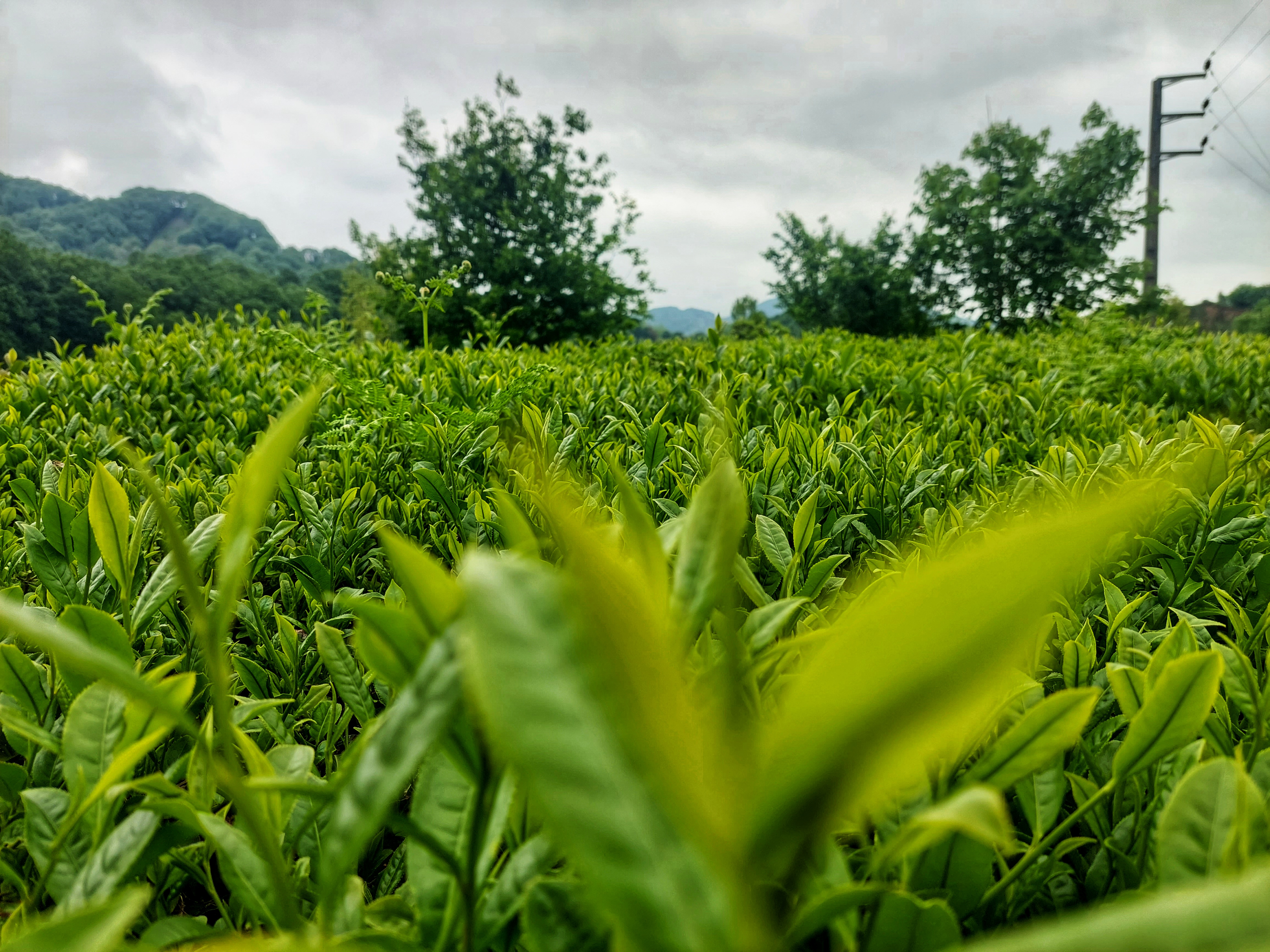 : Wholesale Price and Market Trends of Iranian Tea in Germany (2025 Guide)
