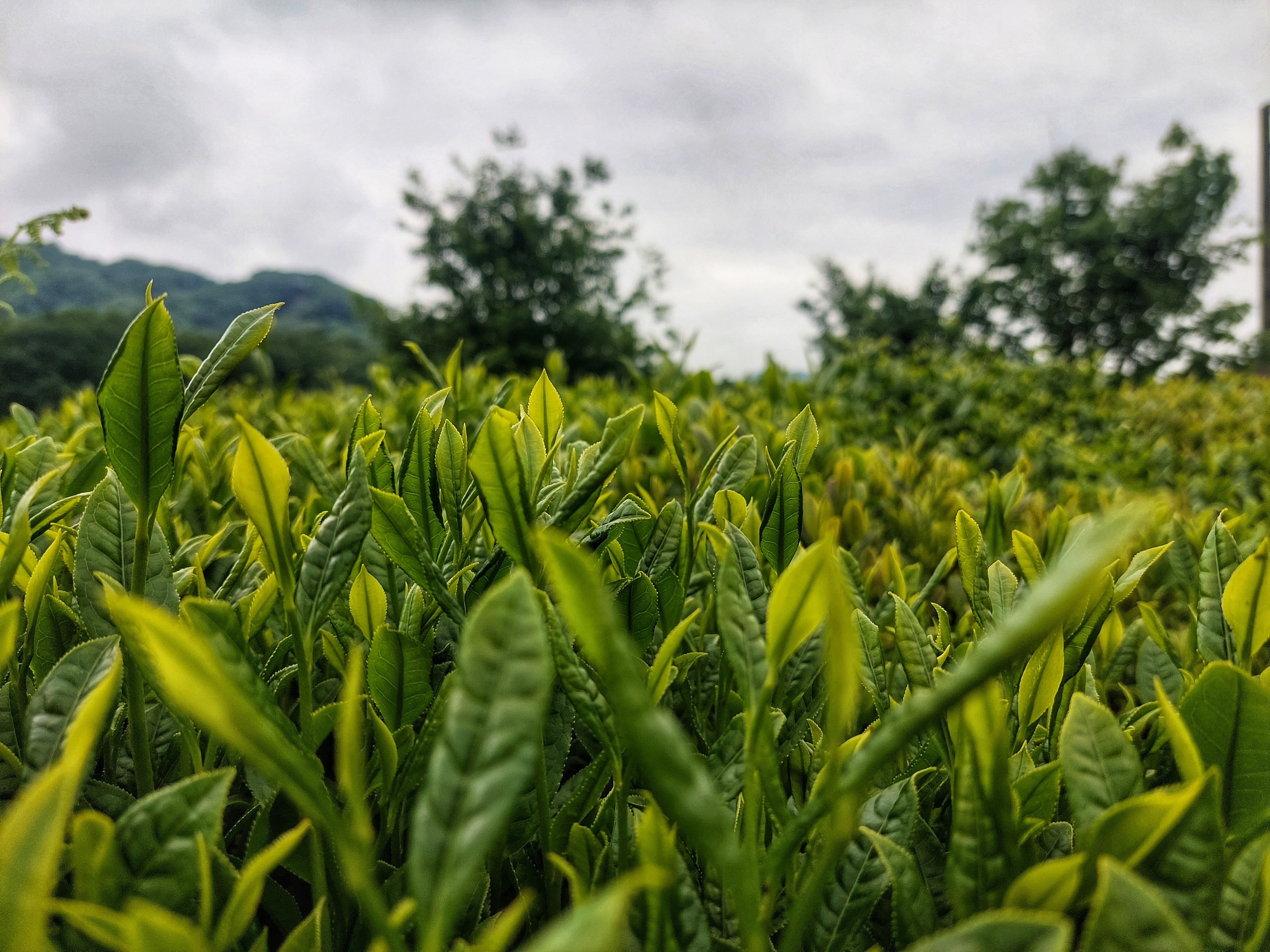 The Growing Popularity of Iranian Tea in Germany; Market Trends, Consumer Preferences & CIF Price Overview