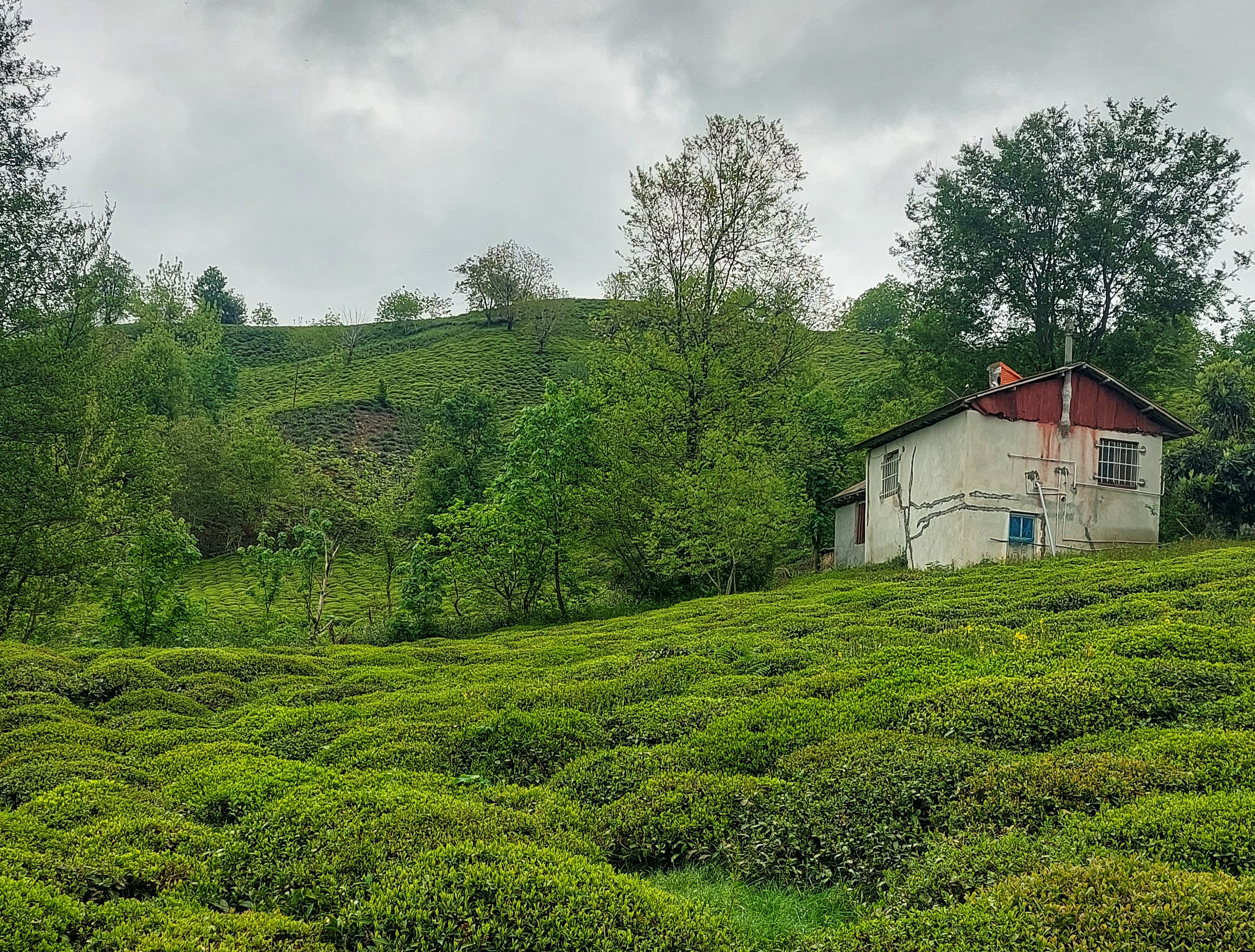 CIF Price of Iranian Pekoe Tea in UAE; Market Trends & Consumer Preferences (2025 Update)