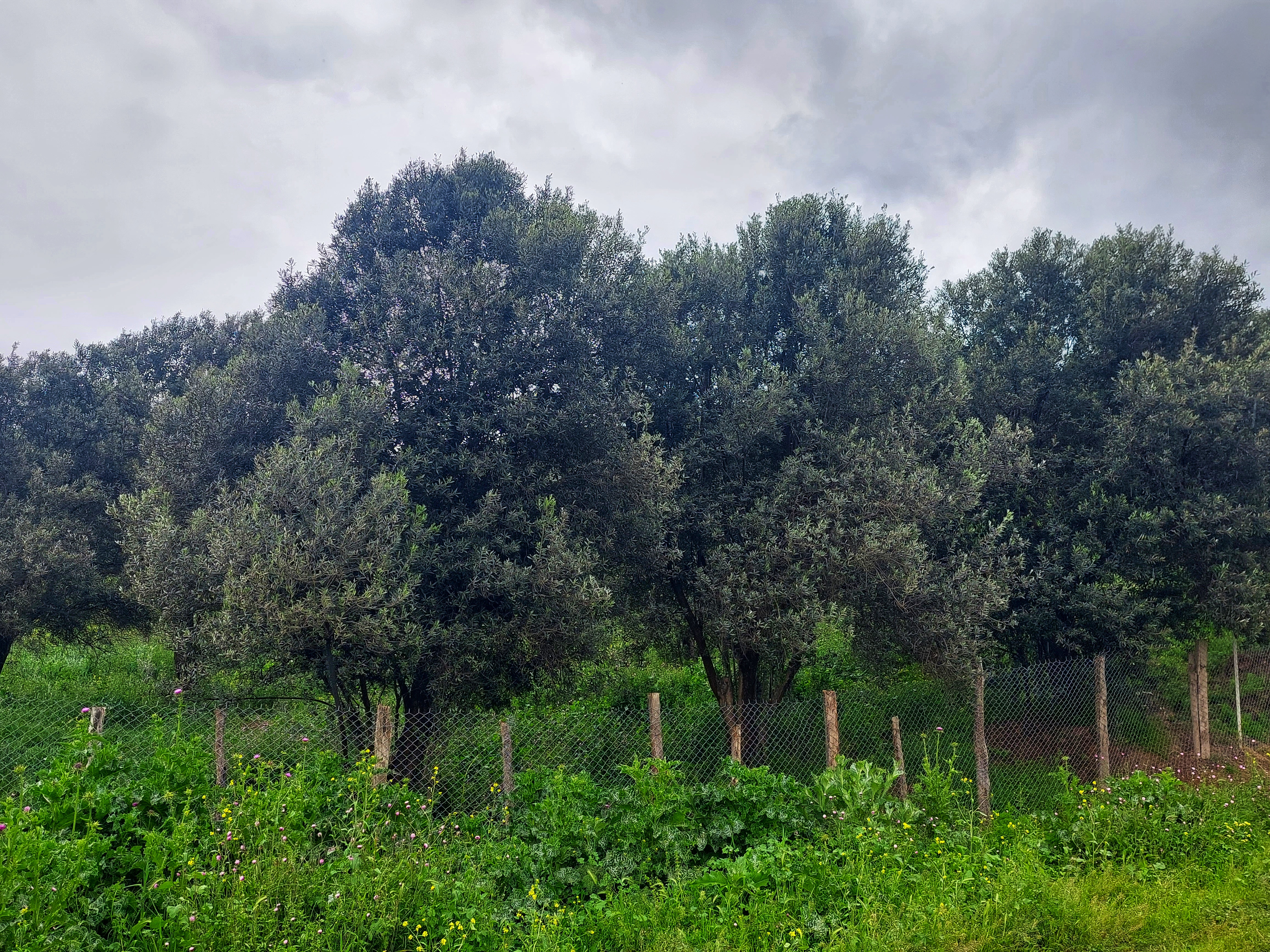 CIF Price, Market Trends, and Consumer Preferences for Iranian Olives from Rudbar in the UAE