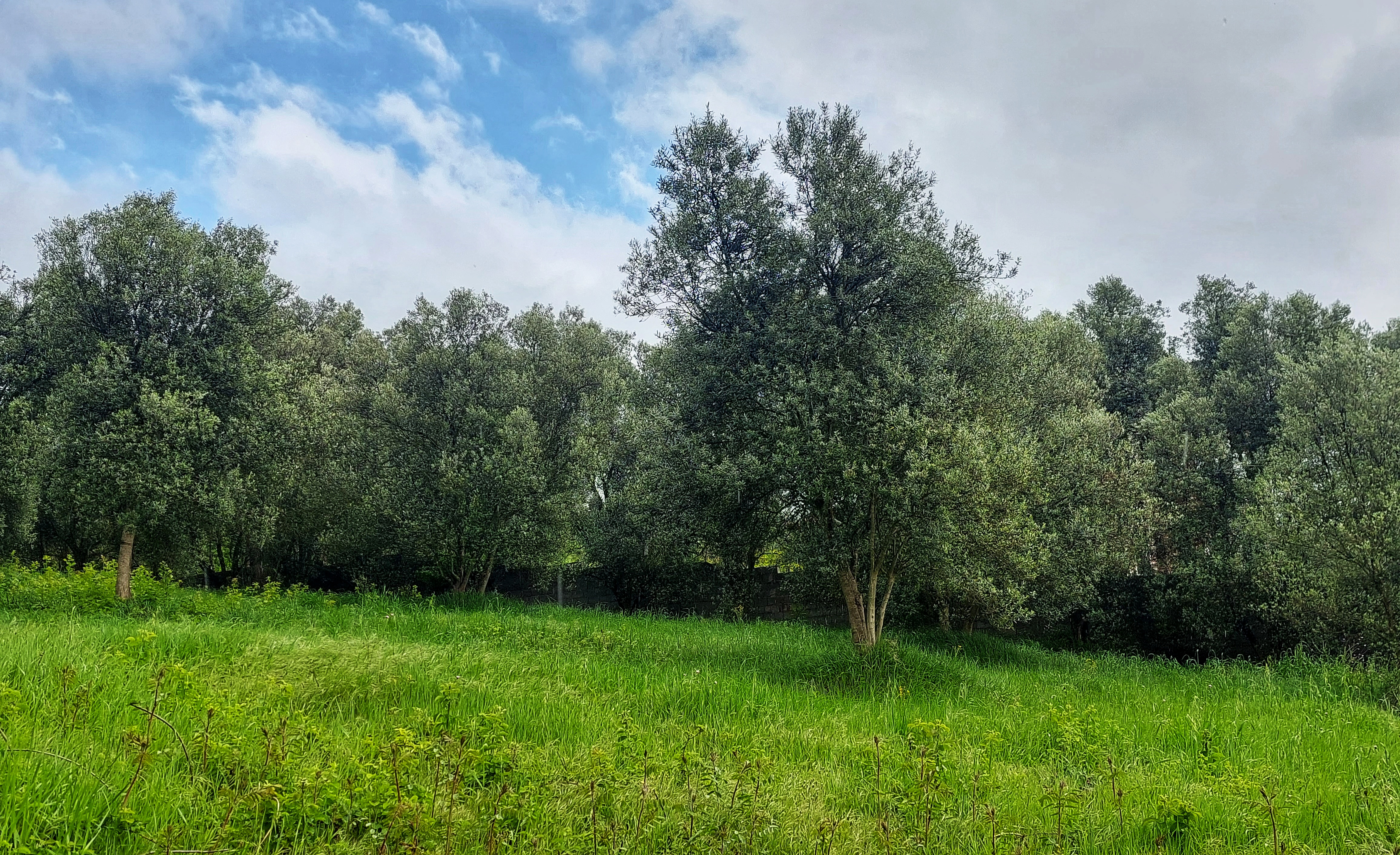 Olive Cultivation in Rudbar, Iran; Cradle of Persian Olive Excellence
