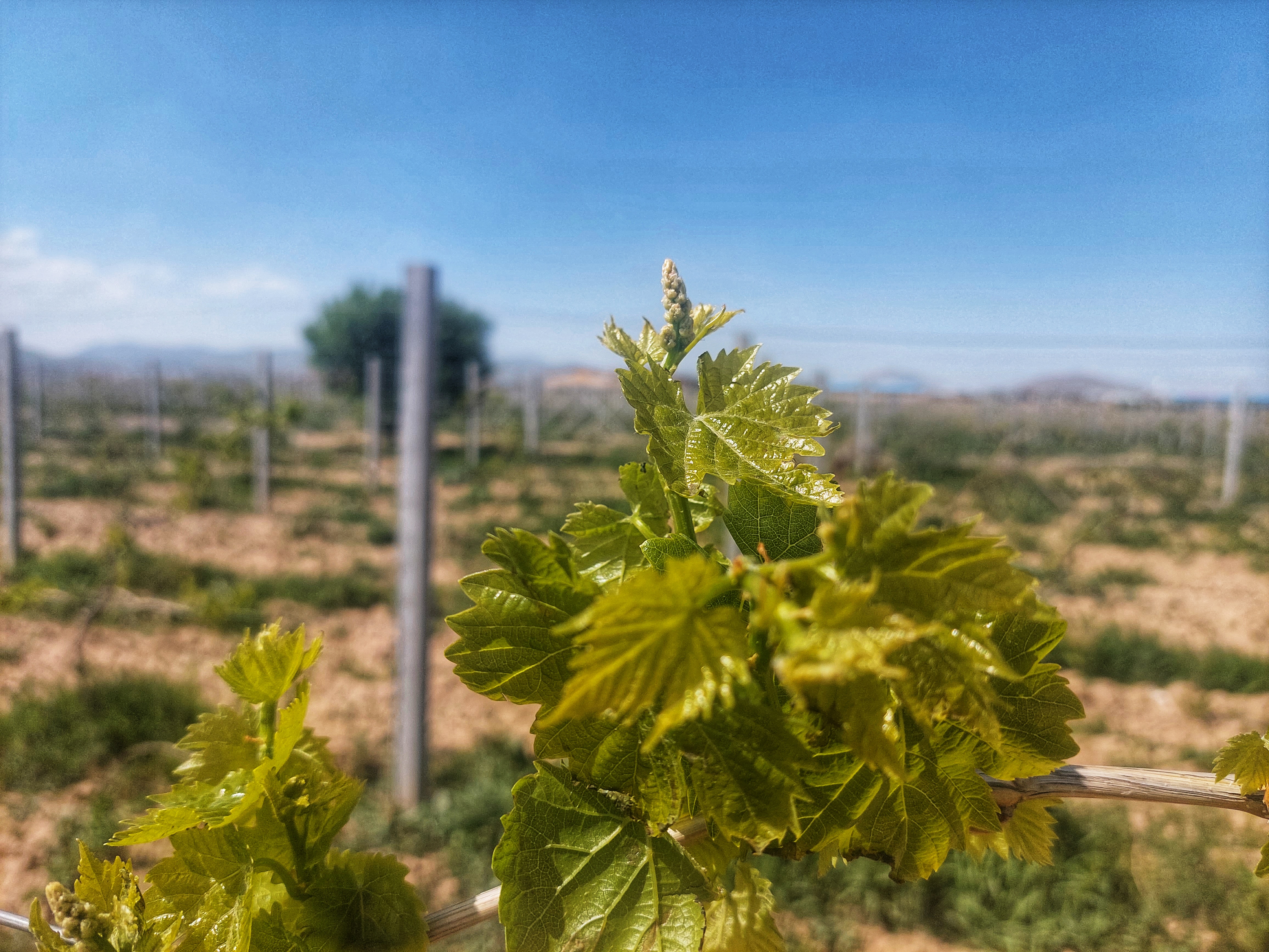 How Can African Countries Benefit from Iranian Raisins?