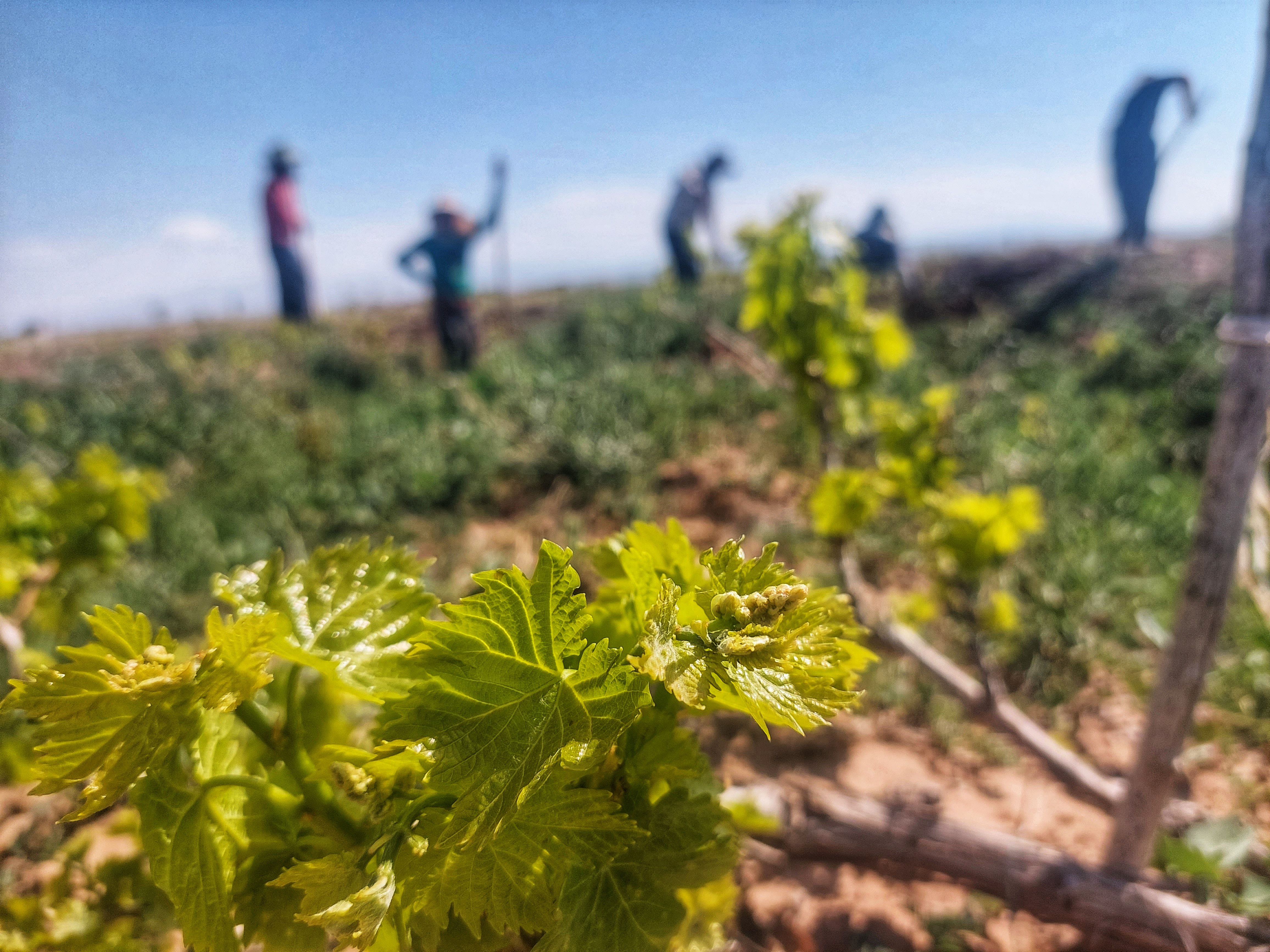 A Comprehensive Guide for Importing Iranian Raisins to Europe; Packaging, Varieties, and Logistics Made Simple
