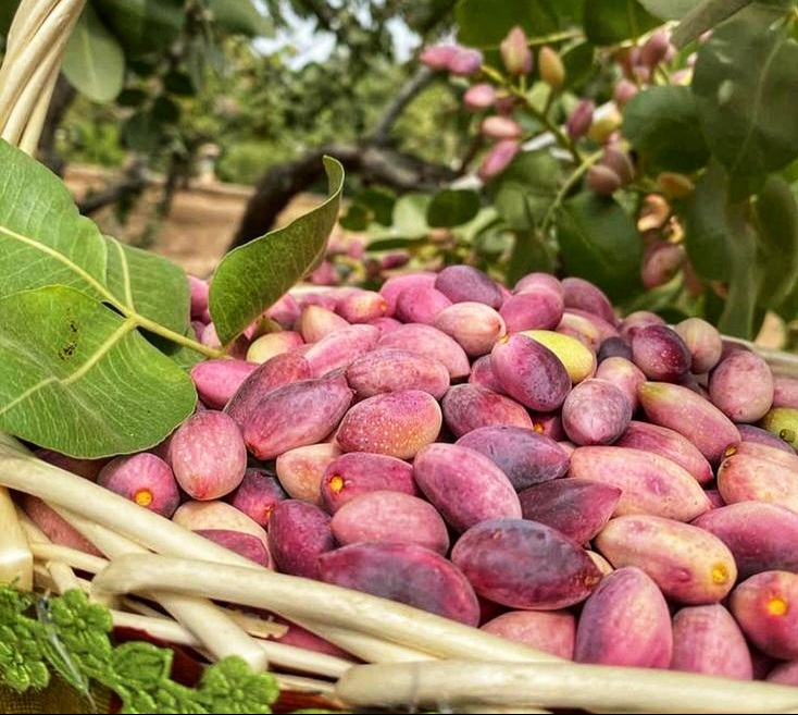 Bulk Pistachio Supplier; Quality & Quantity from Iran