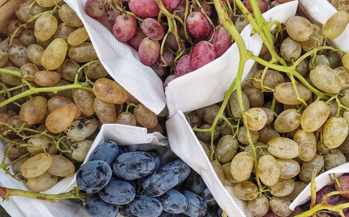Buy Iranian Raisins; High-Quality Dried Grapes Direct from Iran