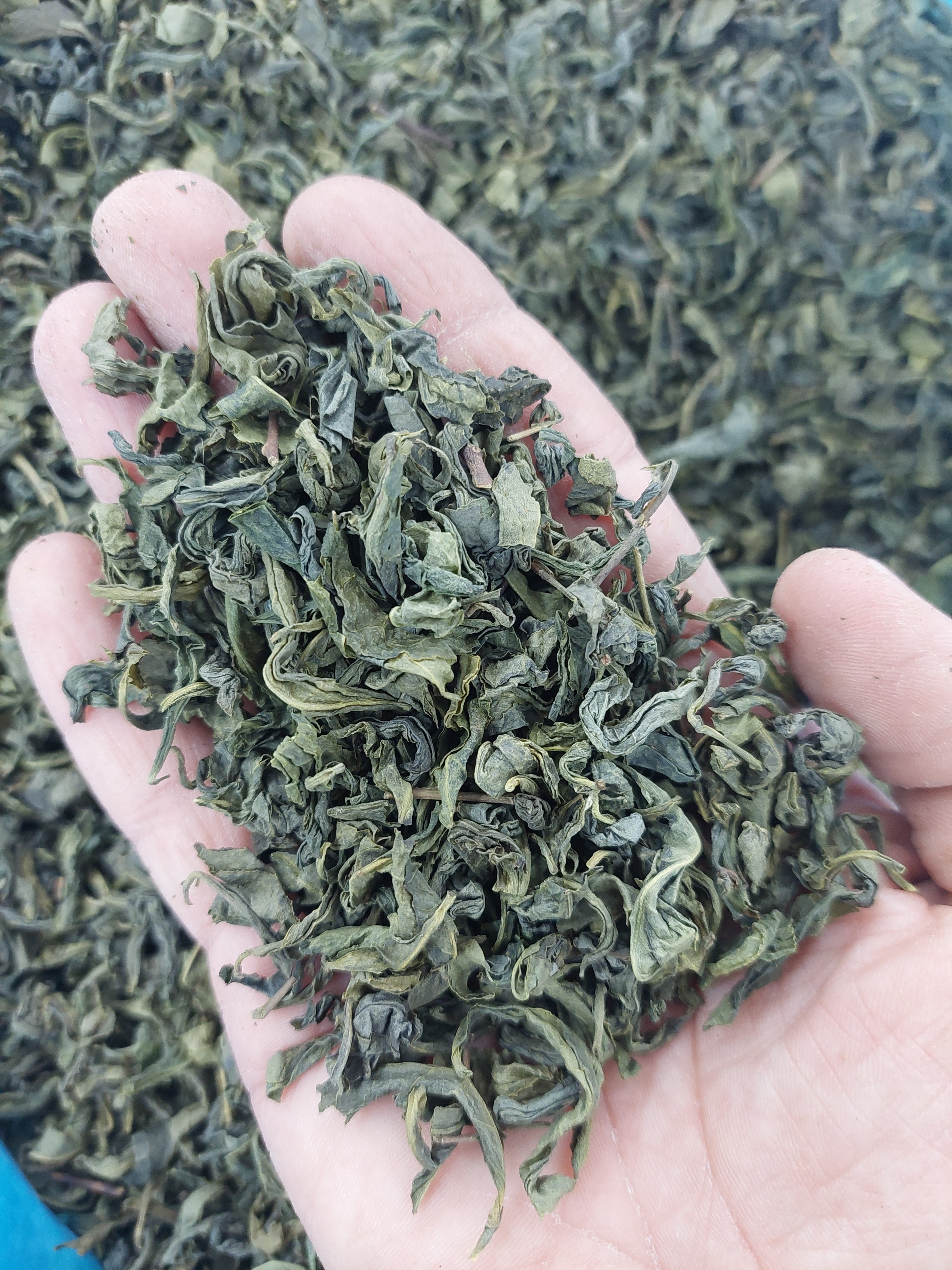 Introduction to Iranian Green Tea
