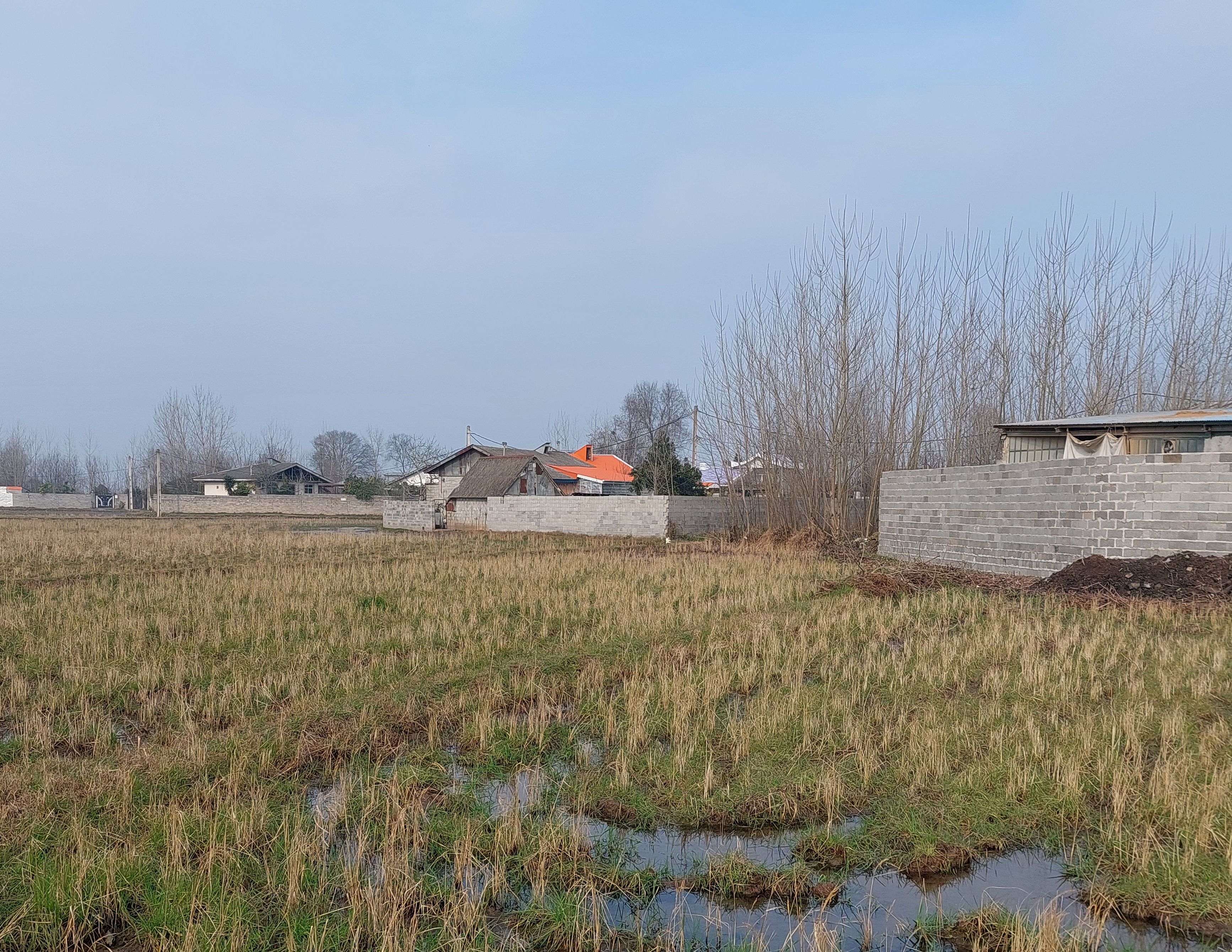 Gilan: The Emerald Heart of Iranian Rice Cultivation