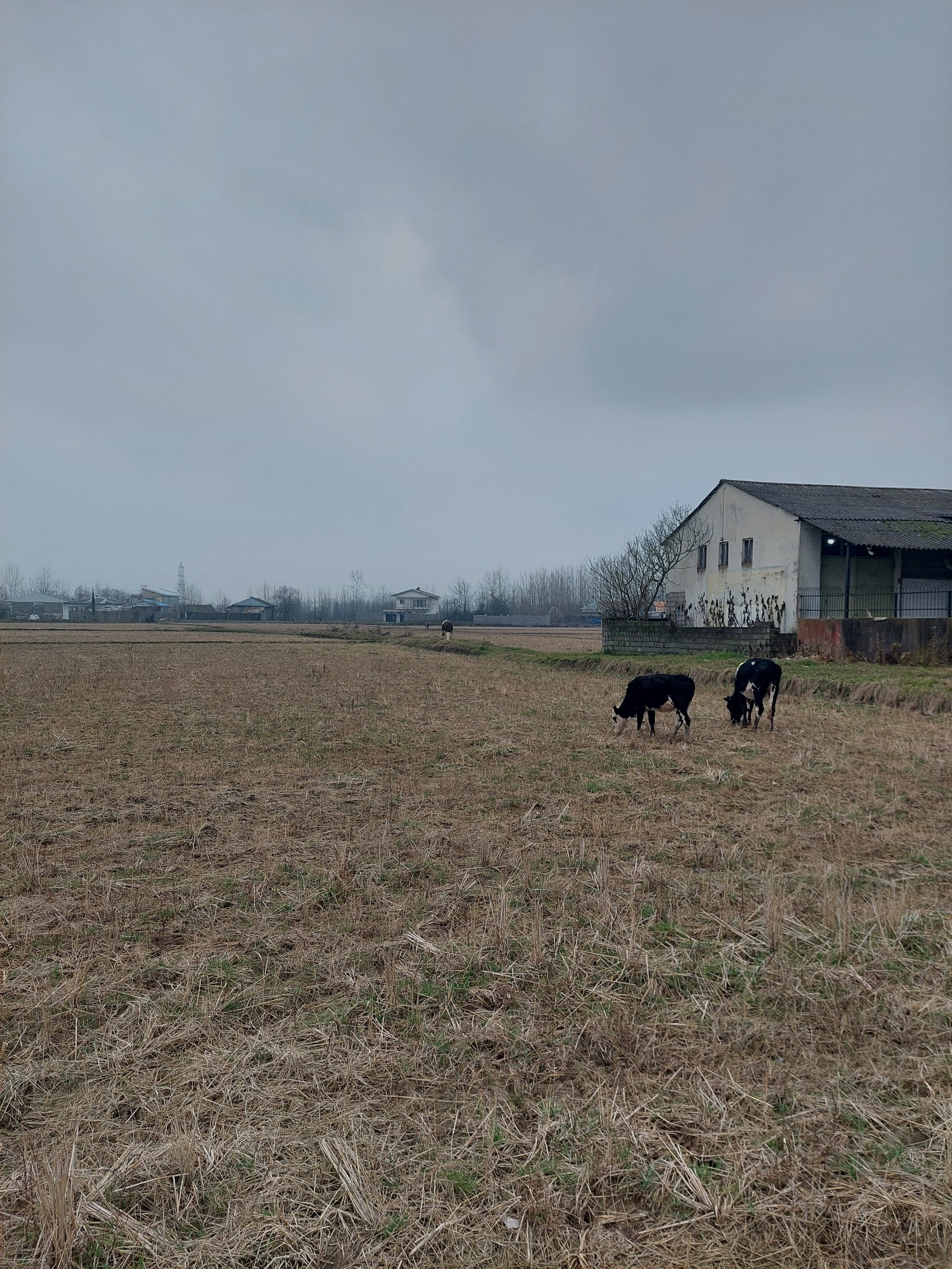 Green Fields and Golden Grains: Exploring Rice Cultivation in Mazandaran, Iran