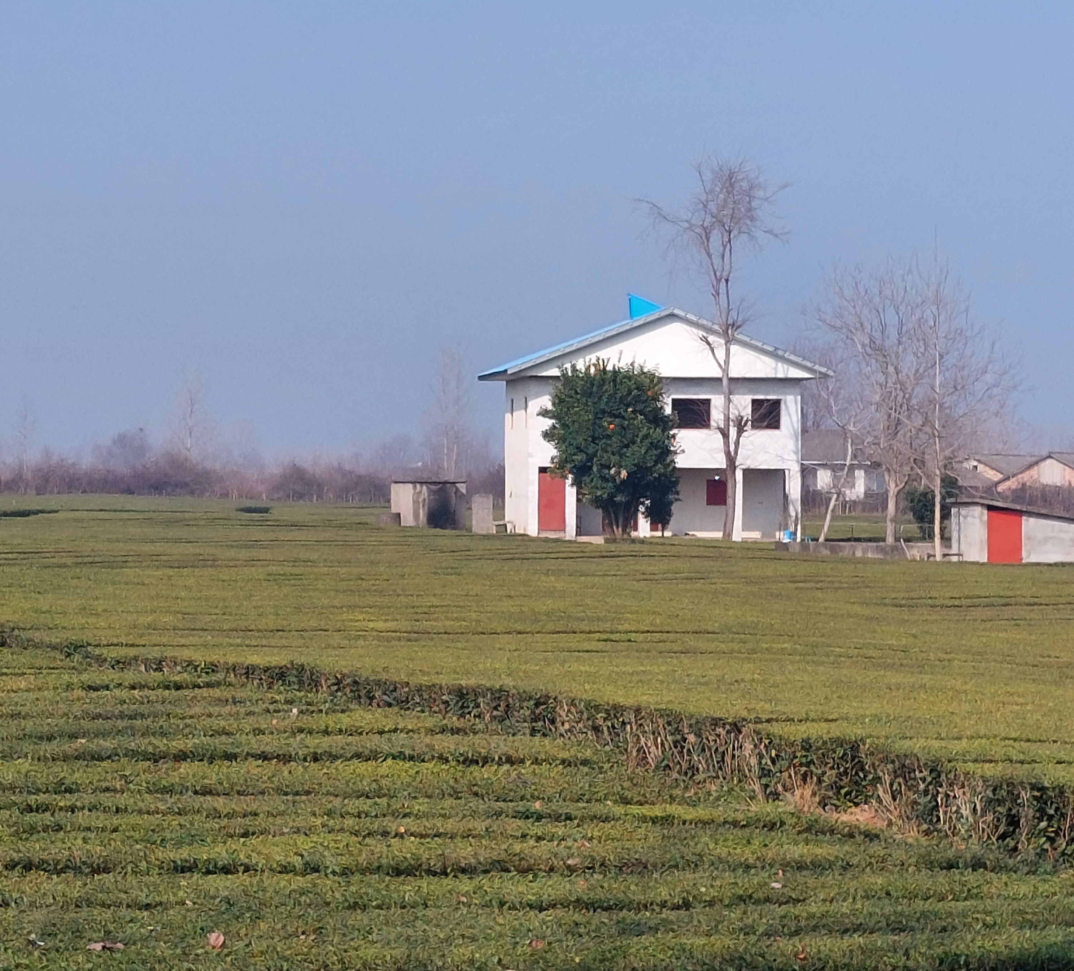 Sipping Serenity: Discovering the Delights of Iranian Organic Tea