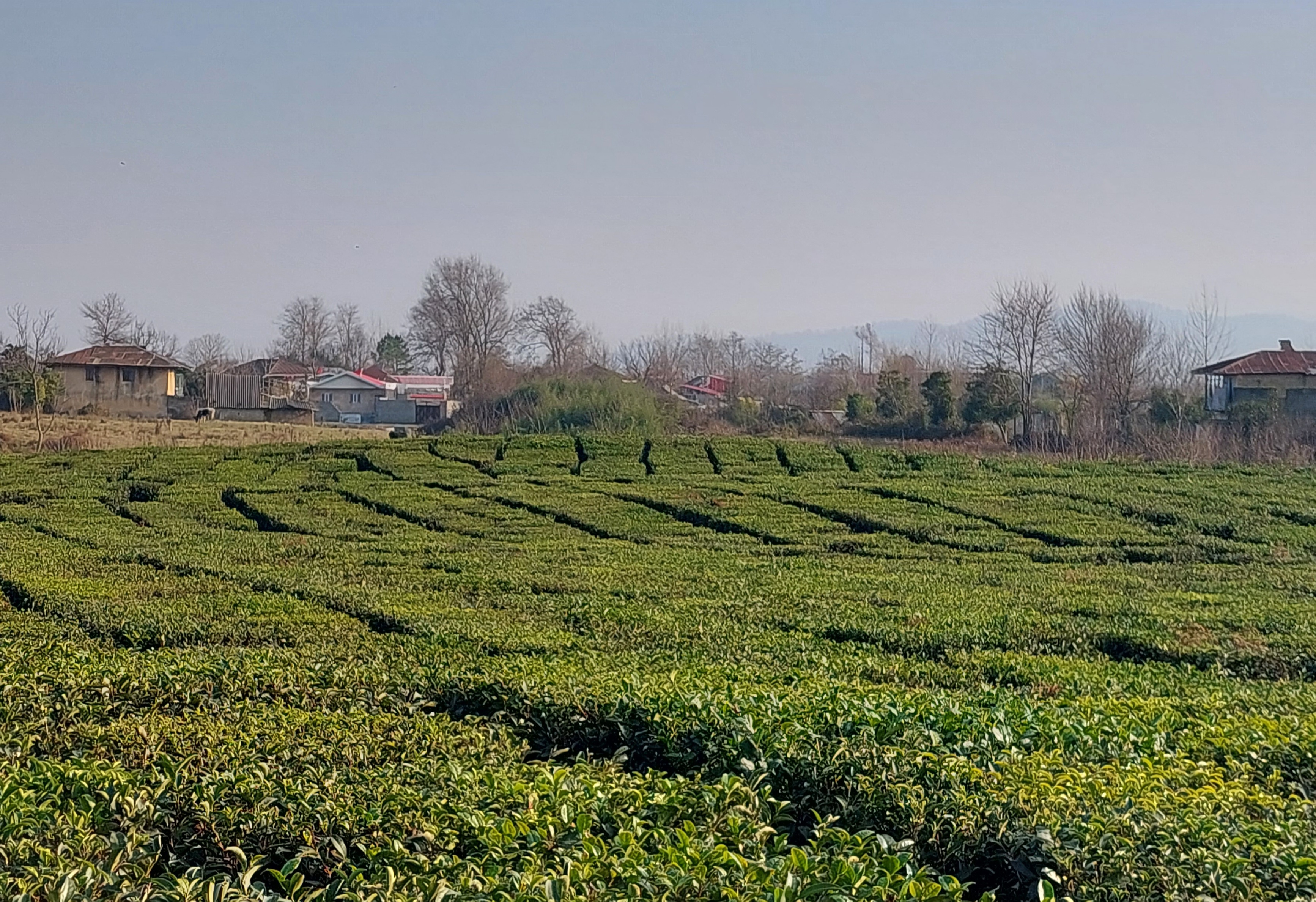 Gilan: The Lush Cradle of Iranian Tea