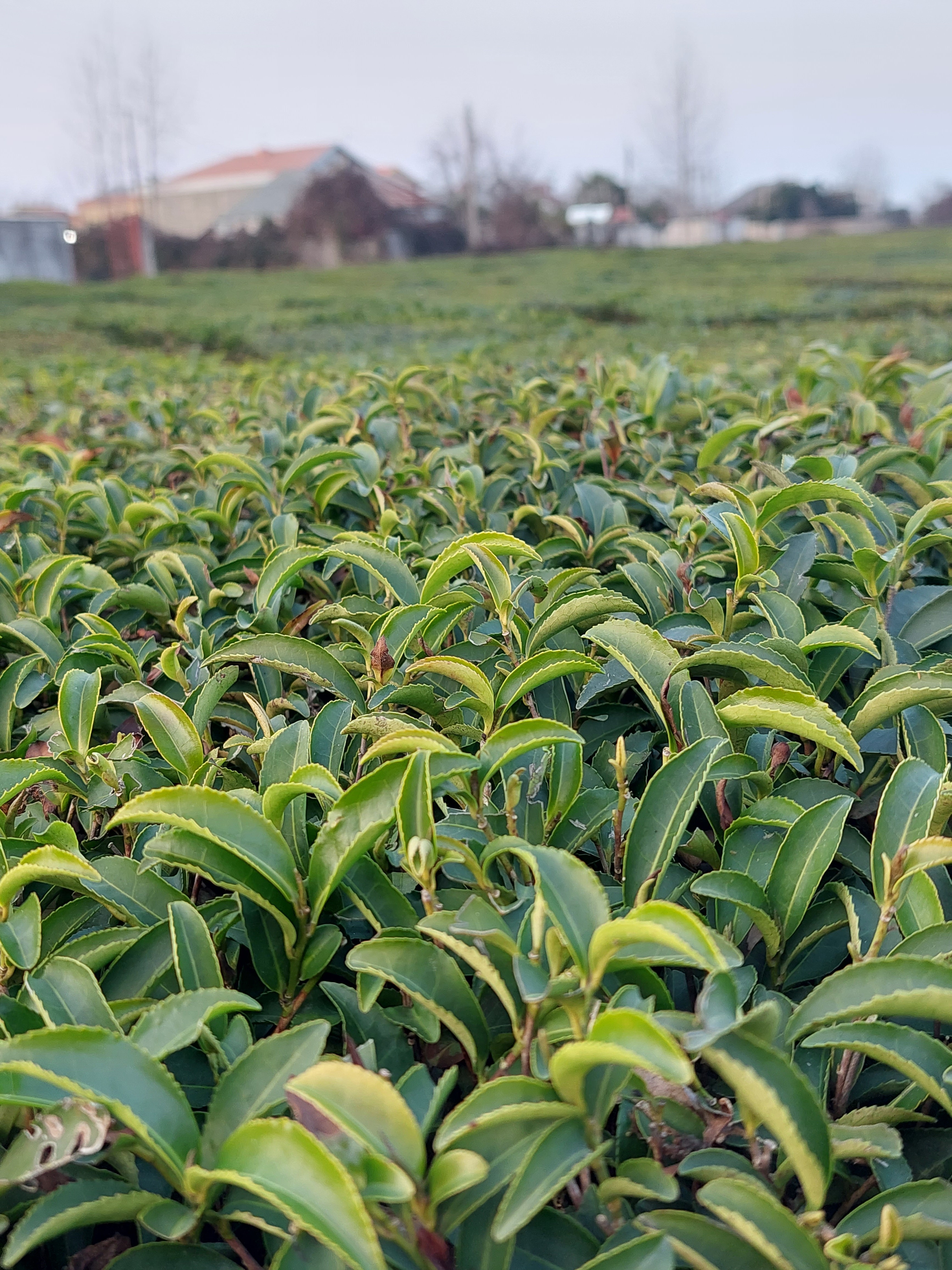 Iranian Tea: Exploring Major Export Destinations in the Middle East