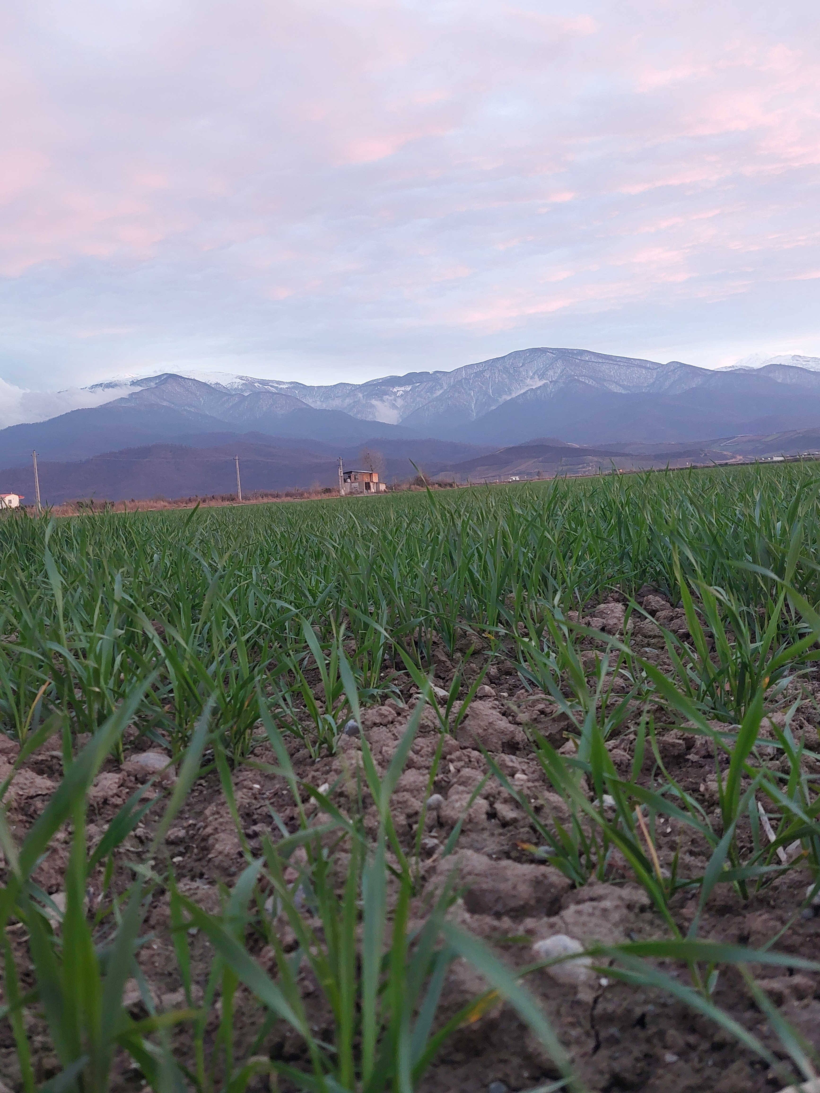 Rice Cultivation in Iran: A Rich Tradition and Sustainable Practices