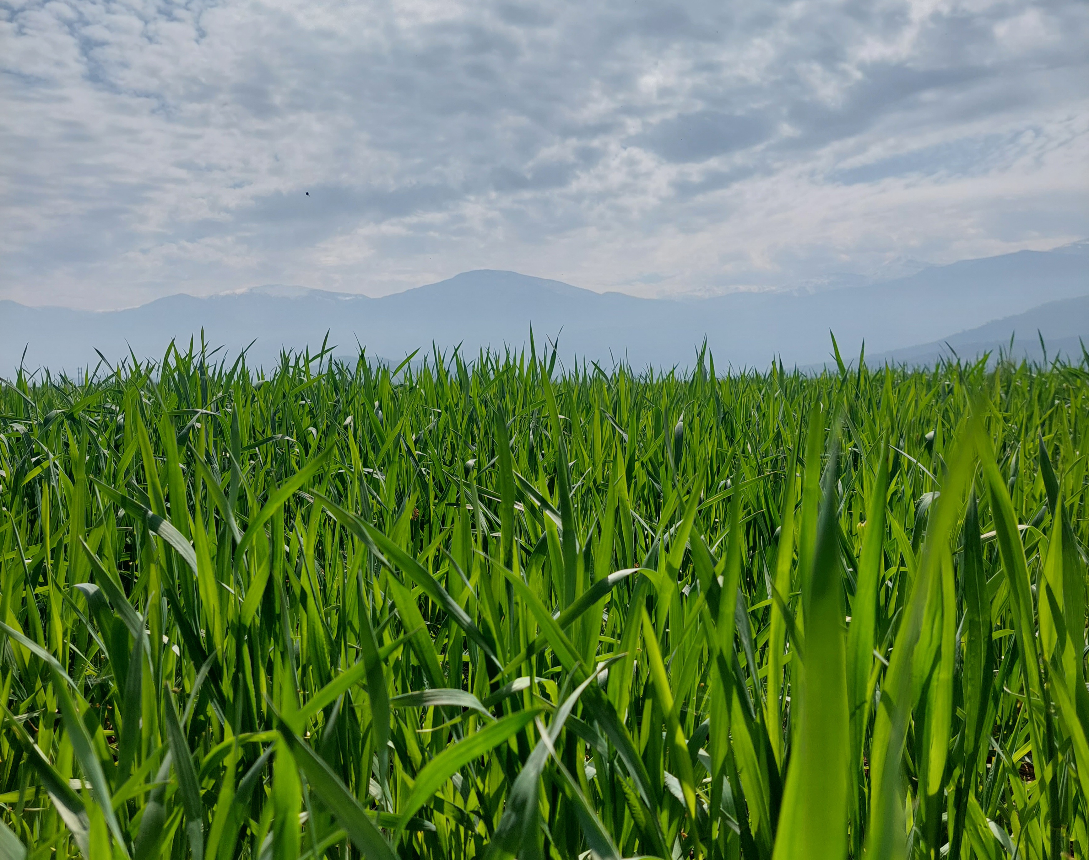How to Import Iranian Rice Legally? A Step-by-Step Guide