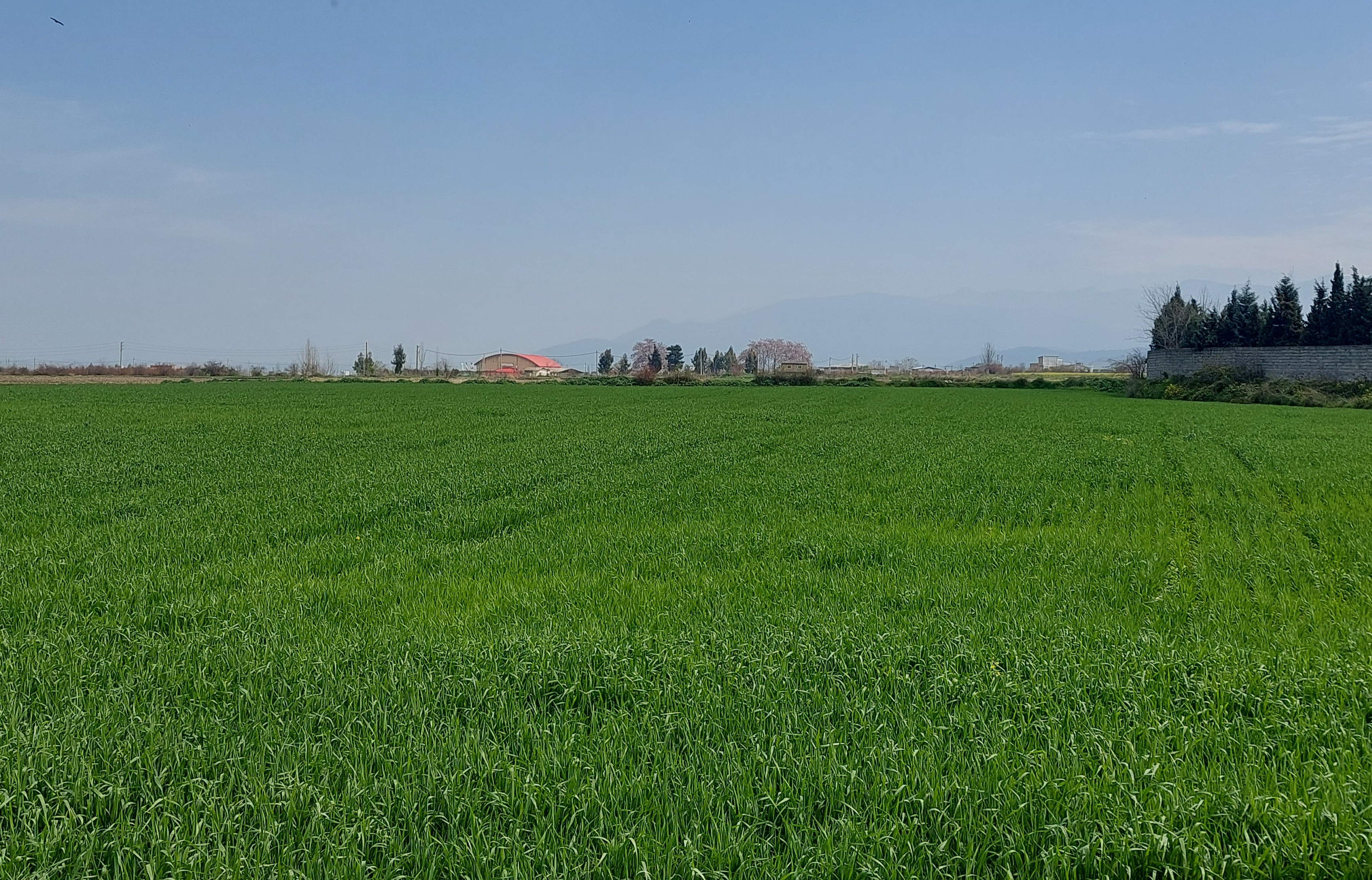 Seasonal Availability of Iranian Rice: A Guide for Buyers and Consumers
