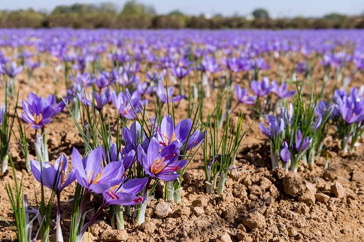 Decoding the Price of Red Gold: A Deep Dive into the Wholesale Market of Iranian Super Negin Saffron
