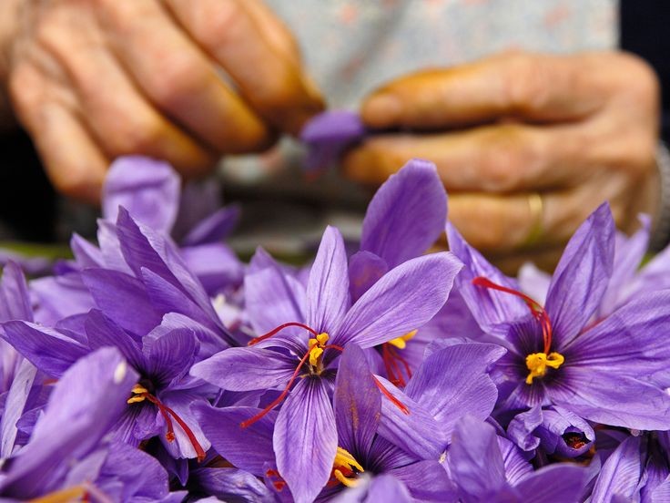 Beyond the Crimson Threads: Unveiling Our Commitment to Sustainable Saffron Farming