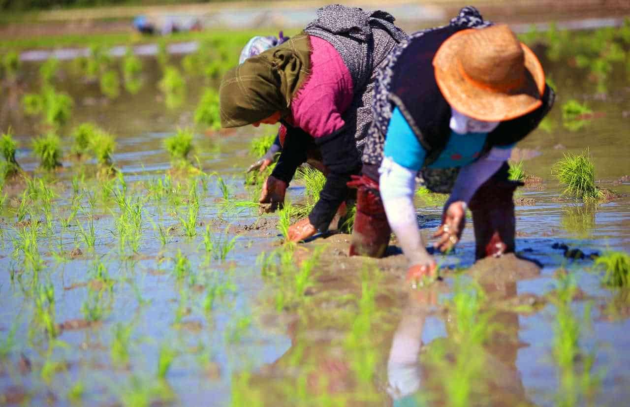 The Backbreaking Labor Behind Every Grain: Understanding Rice Cultivation in Iran