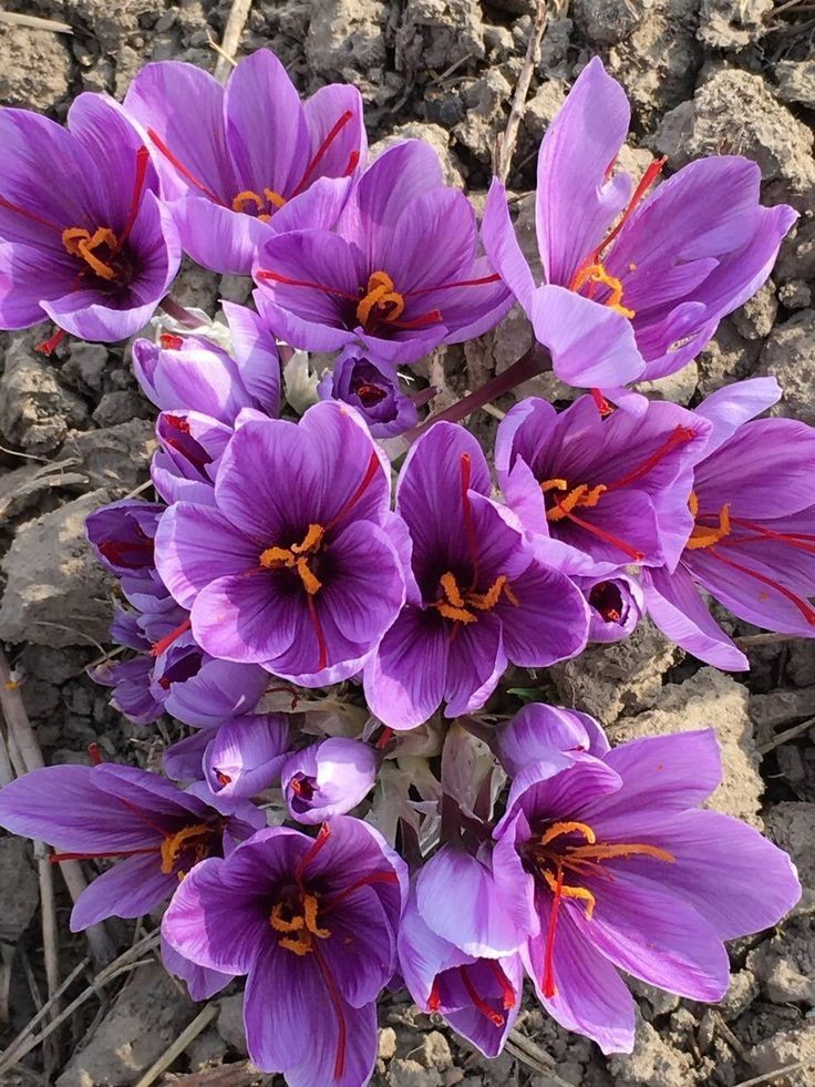 The Art of Cultivating Iranian Saffron: From Soil to Spice
