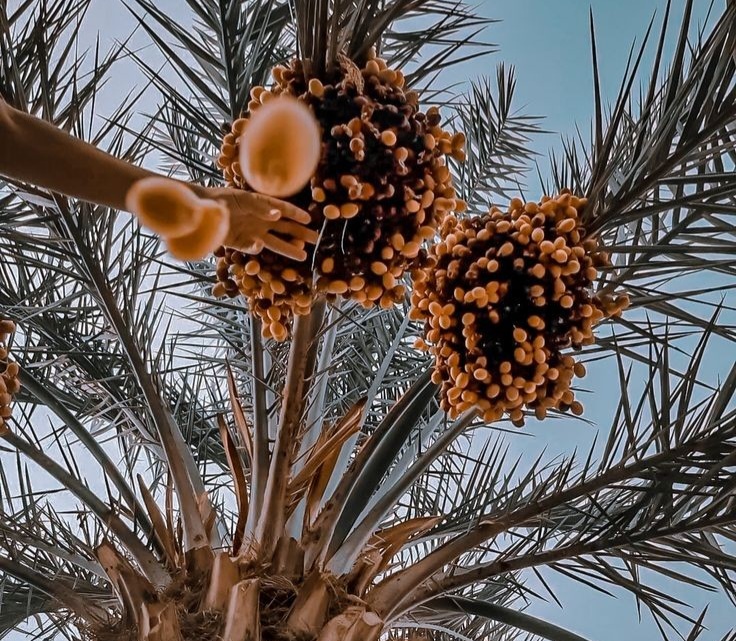 Iranian Dates Pricing Trends in Global Markets